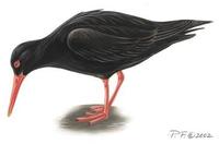 Image of: haematopus moquini (African black oystercatcher)