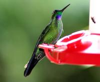 Image of: Heliodoxa jacula (green-crowned brilliant)