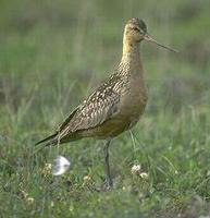 Image of: Limosa lapponica (bar-tailed godwit)