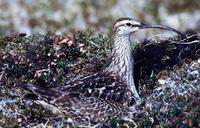 Image of: Numenius tahitiensis (bristle-thighed curlew)