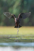 Image of: Plegadis falcinellus (glossy ibis)