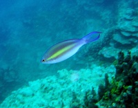 Pentapodus emeryii - Blue Whiptail