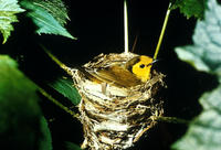 Image of: Wilsonia citrina (hooded warbler)