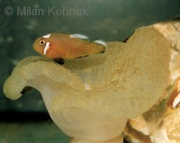 Amphiprion polymnus - Black Saddleback Clownfish