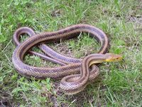 Pantherophis obsoletus - Eastern Ratsnake