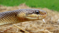 Zamenis longissimus - Aesculapean Snake