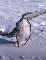 Gyrfalcon - Falco rusticolus