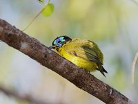 Schlegel's Asity (Philepitta schlegeli) photo