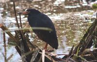 Rufous-bellied Heron - Ardeola rufiventris