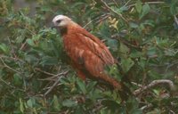 Black-collared Hawk - Busarellus nigricollis