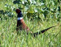 Ring-necked Pheasant - Phasianus colchicus