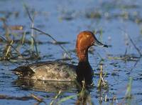 Redhead (Aythya americana) photo