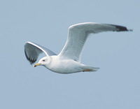 Yellow-legged Gull (Larus michahellis) photo