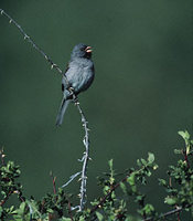 Black-chinned Sparrow (Spizella atrogularis) photo