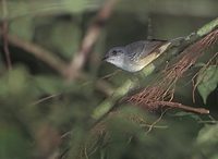 Plain Antvireo (Dysithamnus mantalis) photo