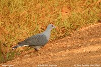 Afep Pigeon - Columba unicincta