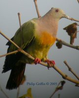 Pink-necked Pigeon - Treron vernans