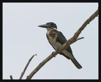 Amazon Kingfisher - Chloroceryle amazona