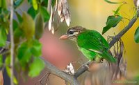 White-cheeked Barbet - Megalaima viridis