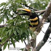 Many-banded Aracari - Pteroglossus pluricinctus