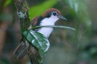 Bicolored Antbird - Gymnopithys leucaspis