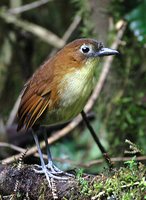 Yellow-breasted Antpitta - Grallaria flavotincta