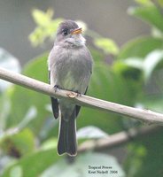 Tropical Pewee - Contopus cinereus