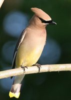 Cedar Waxwing - Bombycilla cedrorum