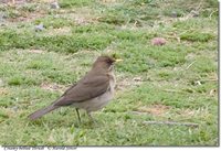 Creamy-bellied Thrush - Turdus amaurochalinus