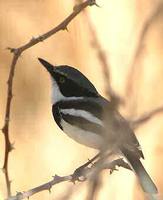 Pririt Batis - Batis pririt