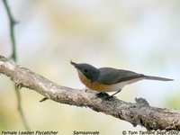 Leaden Flycatcher - Myiagra rubecula