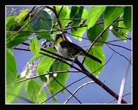 Rufous-naped Whistler - Aleadryas rufinucha