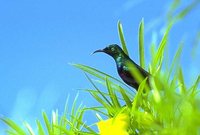 Purple-banded Sunbird - Cinnyris bifasciatus