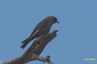 Dusky Woodswallow - Artamus cyanopterus