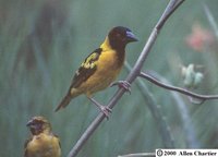 Village Weaver - Ploceus cucullatus