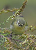 Tennessee Warbler - Vermivora peregrina