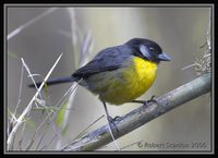 Santa Marta Brush-Finch - Atlapetes melanocephalus