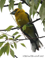 Golden-bellied Grosbeak - Pheucticus chrysogaster