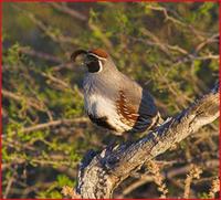 Gambel's quail in Organ Pipe NM