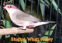 Red Ear Waxbill