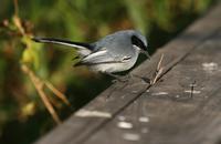 *NEW*Masked Gnatcatcher: feeding