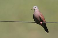 Ruddy  ground-dove   -   Columbina  talpacoti   -   Tortorina  rossiccia