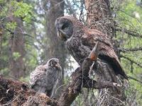 Great Gray Owls