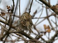 Clay-colored Sparrow along Beckwith Rd. 02/02/07© 2007 Calvin Lou