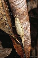 ...dwarf chameleon (brookesia peyrierasi) nosy mangabe madagascar. fotosearch - search stock photos