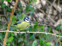 Chapim azul - Cyanistes caeruleus (Parus caeruleus) - Blue Tit