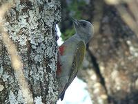 Grey-headed Woodpecker - Dendropicos spodocephalus