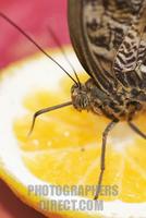 ...Owl Butterfly Caligo species feeding on cut fruit orange Native to Central South America stock p