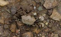 crab