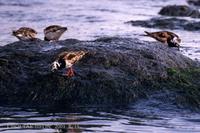 꼬까도요 Ruddy turnstone Arenaria interpres